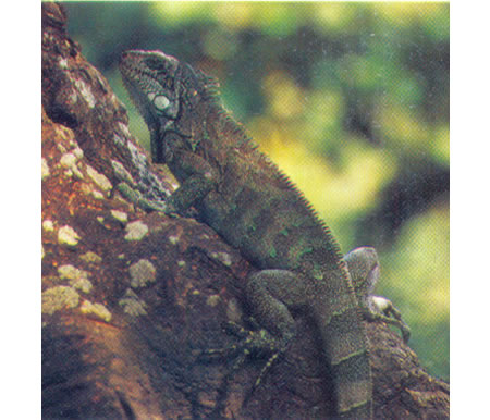 Iguana (Conolophus subcristatus). Apéndice II.